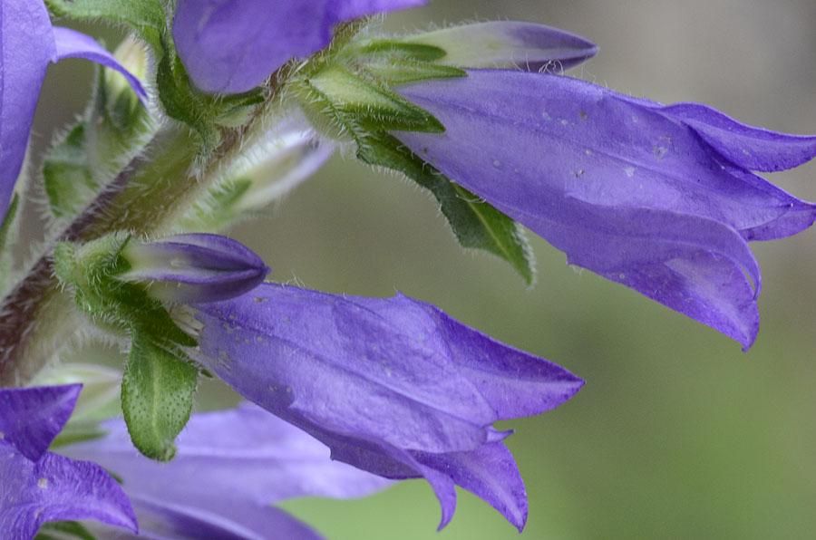 Campanula spicata  / Campanula spigata